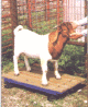 livestock scale